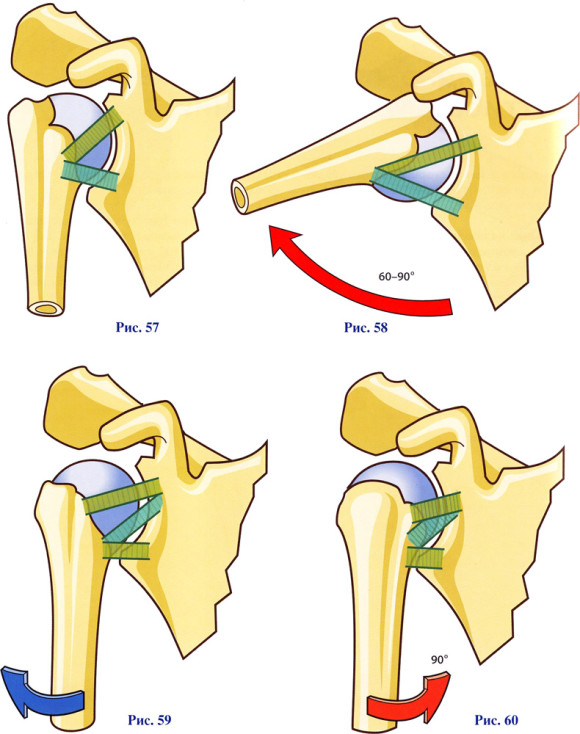 Особенности плечевого сустава анатомия thumbnail