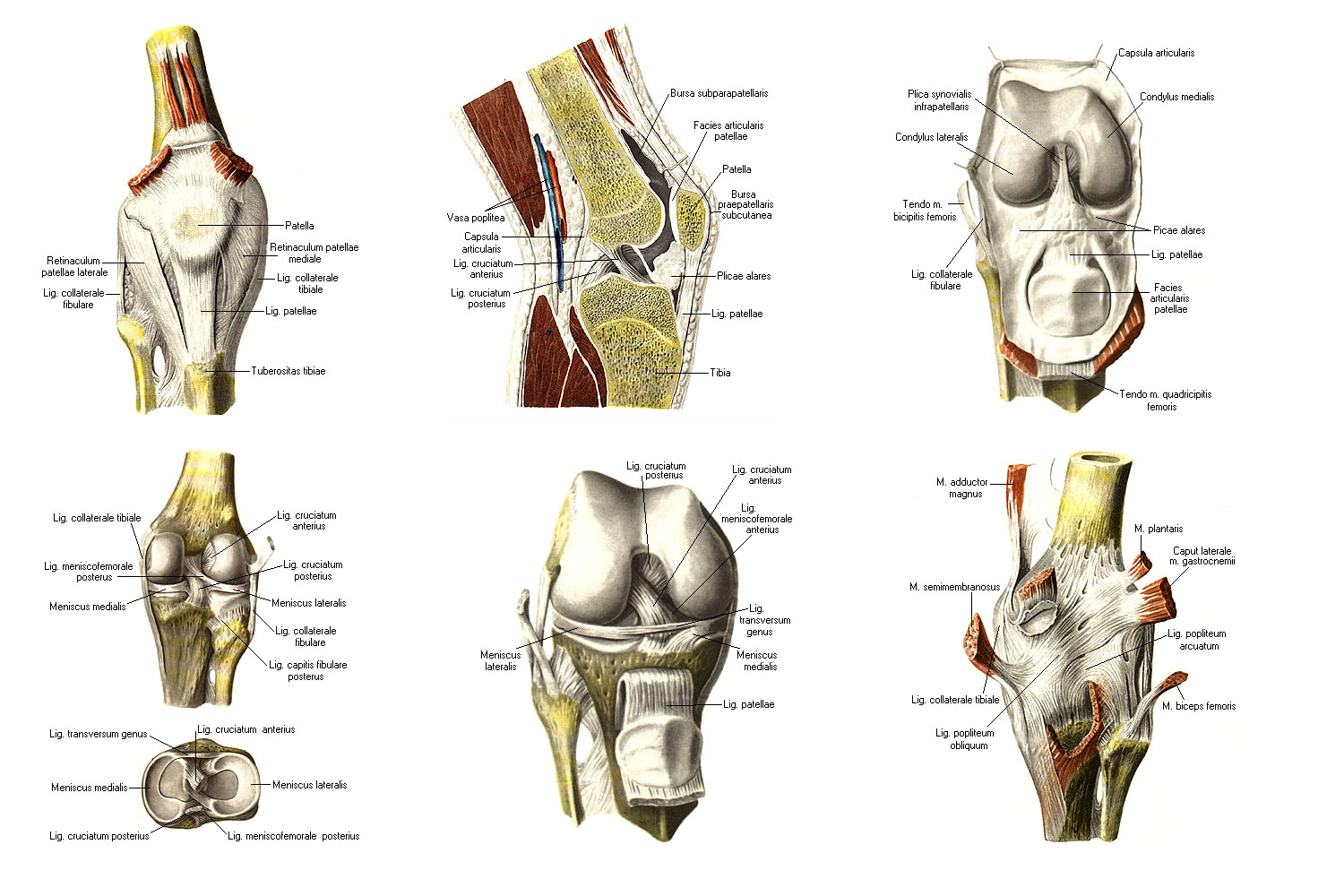 Как устроено колено. Анатомия костей коленного сустава. Коленный сустав строение анатомия связки. Наружная боковая связка коленного сустава анатомия. Сухожилия коленного сустава анатомия.
