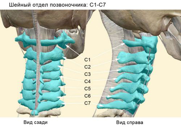 Строение позвоночника человека, анатомия позвоночника